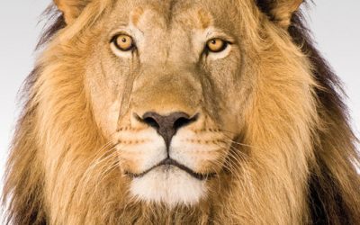 Declarações de Imposto de Renda – hora de acertar as contas com o leão